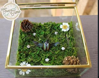 Taxidermy shadow box