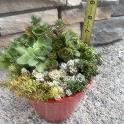 Live outdoor succulent arrangement in red ceramic pot
