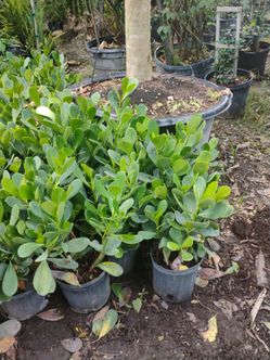 Clusia Hedges 3gl $4.50