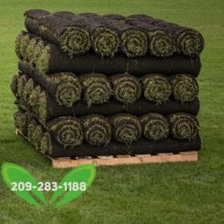 Best QUALITY Sod 