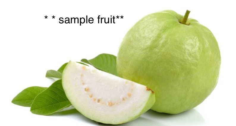 Healthy Thai Guava Fruit Tree Plant,All Products : American Fashion Style Bags On Sale