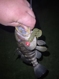 Magic Swimbaits Plastic Fishing Lures 