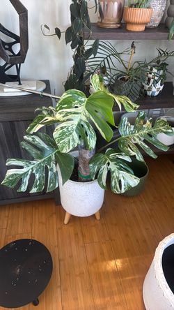 Monstera albo 6 leaves with planter