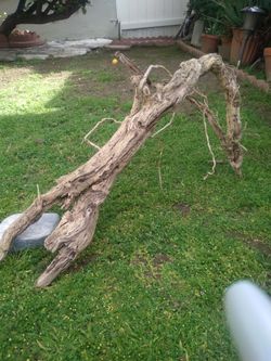 Natural Driftwood For Aquariums Terrariums Decor