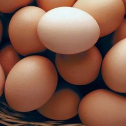 Chicken little pullets