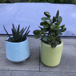 Flow Succulent & jade in 2 cute ceramic pots