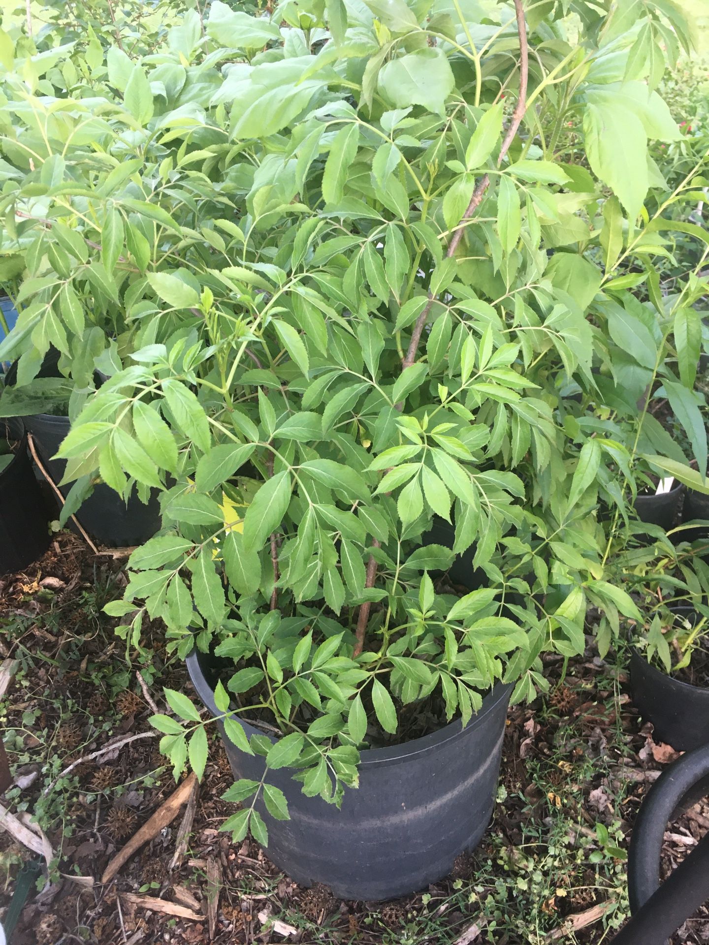 Elderberry 6 Ft 5 Gallon pot