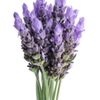 LavenderRevival