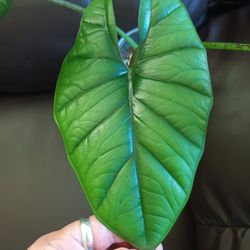 Alocasia 
