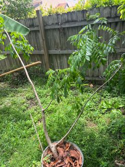 June plum tree