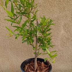 Pomegranate Tree