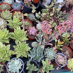 Rare Succulent Plant ,$5 Each