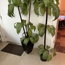 Home Decor Plants