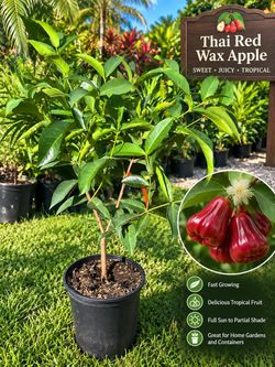 Thai red wax apple tree