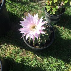 Plant