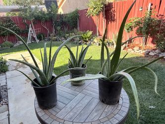 Aloe Vera Plants