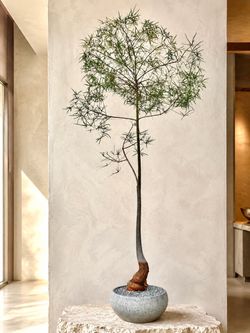 ~ 10 Ft. Tall Queensland Bottle Tree/ Brachychiton Rupestris (Planter Included) ‘Local LA Seller’