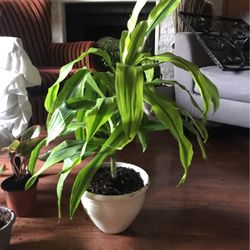 Indoor Plant