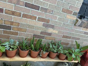 Macetas Muy Bonitas De Diferentes Plantitas a $8 Cada Una
