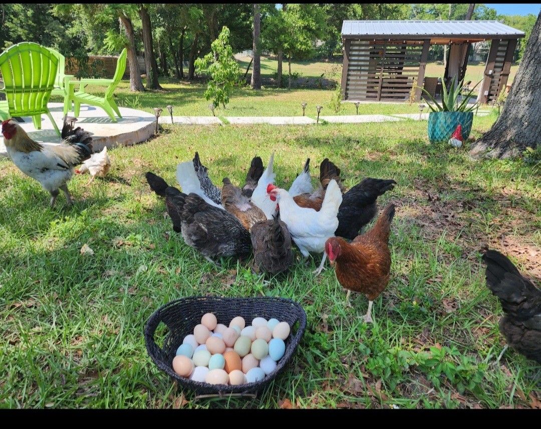 Fresh Eggs