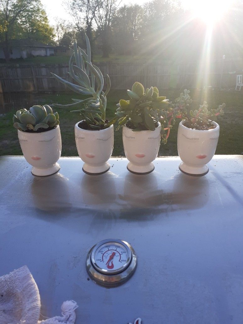 Set Of 4 Live Succulents
