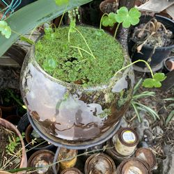 2 Different Water Plant In Glass Bowl.