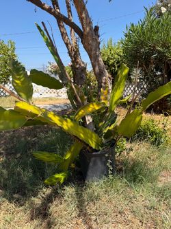 White dragonfruit