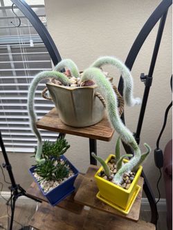Live Monkey Tail Cactus Plant with Ceramic Pot (Please read full description)