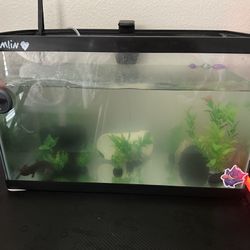 Axolotl With Fish Tank