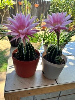 Cactus plant’s