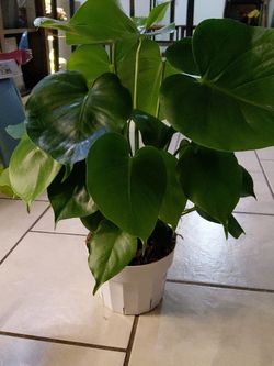 Plants
