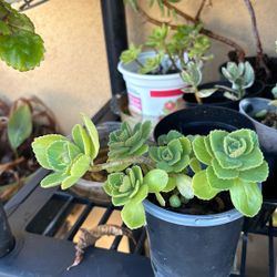 Oregano Cubano   Venga Pronto Voy A Salir Del Pais