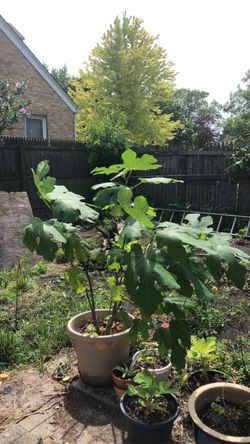 Fig plant