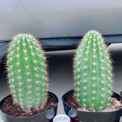 Cactus 🌵 Trichocereus “Sun Goddess” $10 each