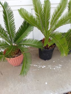 SAGO PALMS