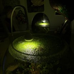 Duckweeks - Floater Plant