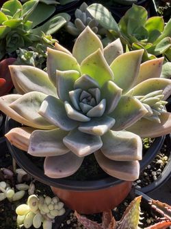 Succulents Plants 4”inch pot $4 & $5