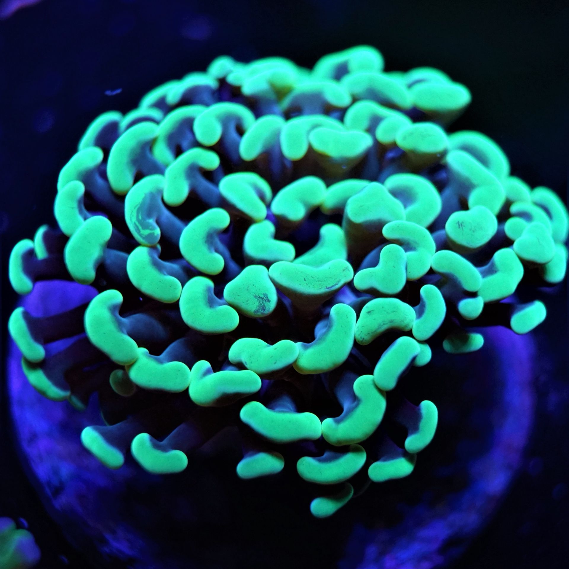 Coral for less! Best prices on coral in town