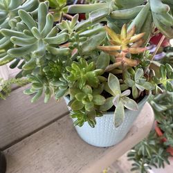 Mix Succulents plants