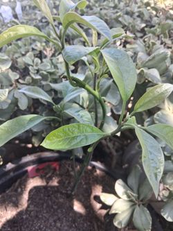 Baby Gem avocado tree 😃🌿🥑🥑🥑