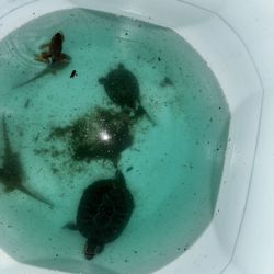 TURTLE FOOD