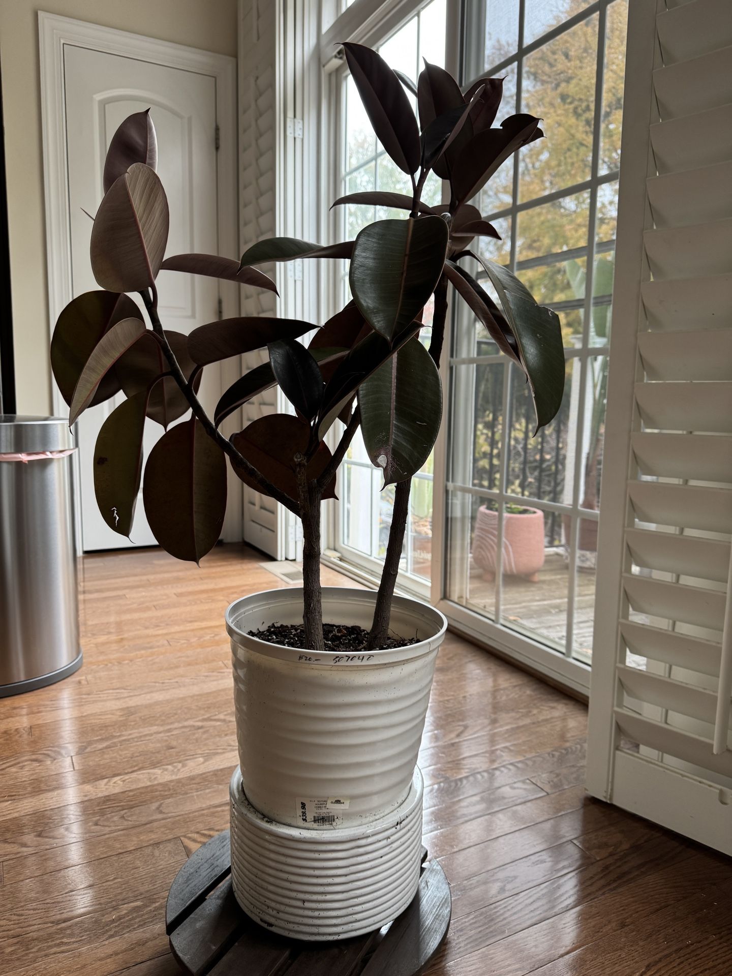 43” Double Stem Rubber Plant