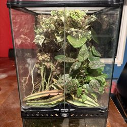 Like New Fully Bioactive Exo Terra Reptile Terrarium/Tank! (12in Length x 12in Width x 18in Height)