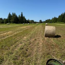 Hay