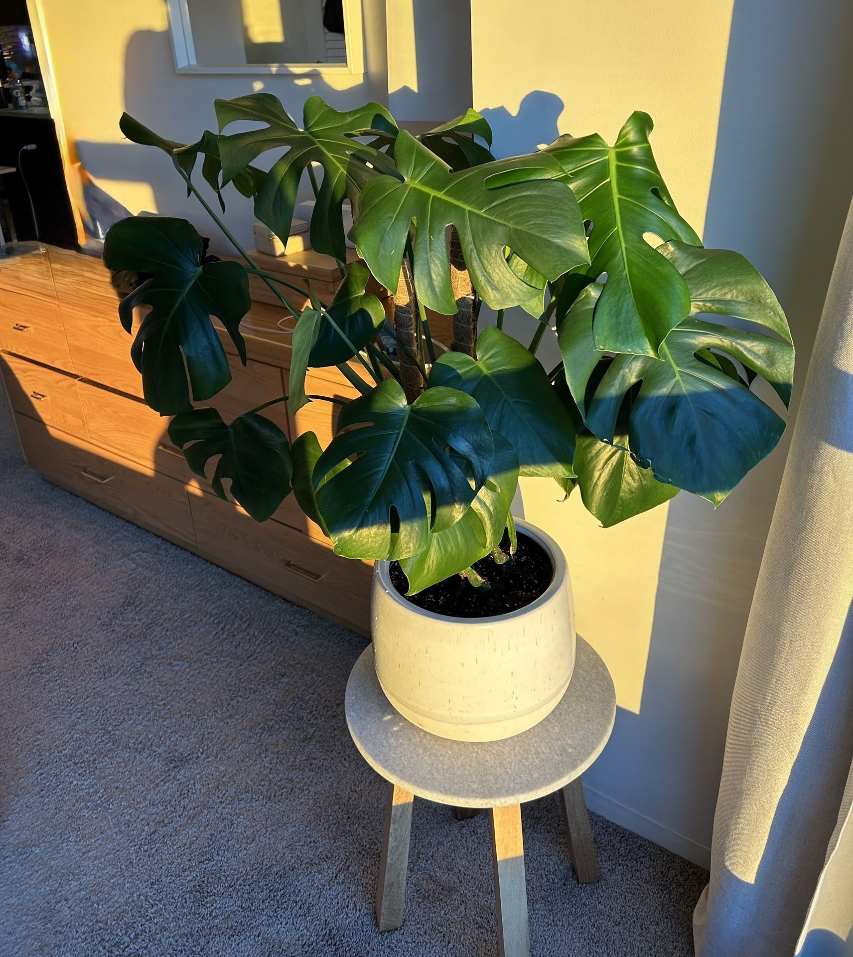 Large Healthy Monstera Deliciosa with Ceramic Planter – 3ft Tall Indoor Plant