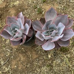 Succulent Echeveria