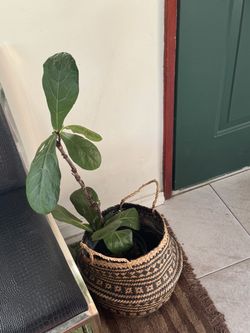 Fiddle-Leaf Fig Plant with Woven Basket — $25 Firm