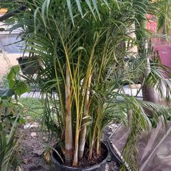 Beautiful Areca palm 
