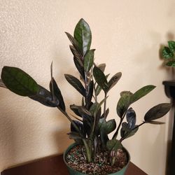 Black Raven ZZ Plant 