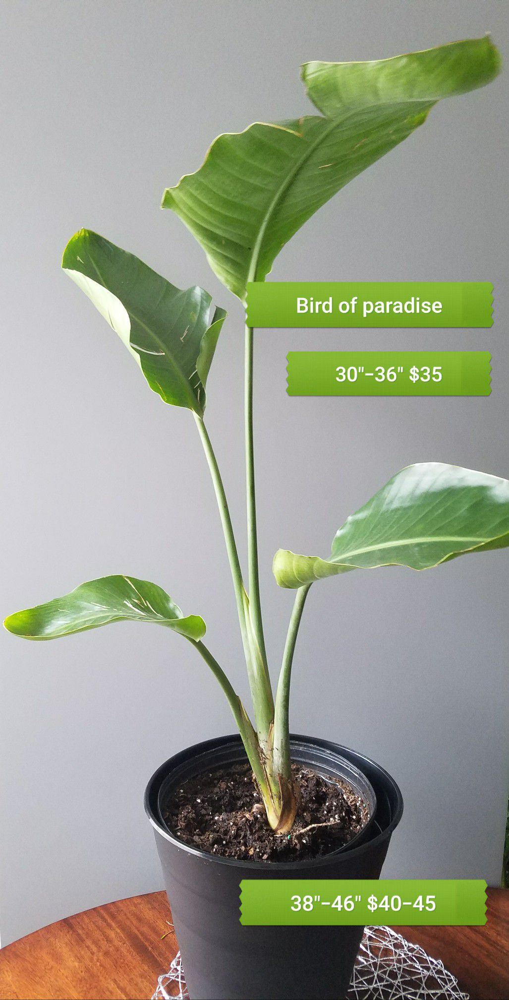 Bird of paradise live house plant
